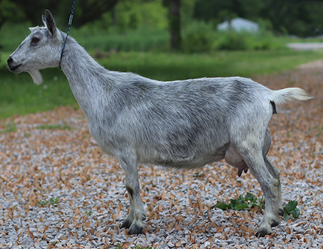 lesperance steel vengeance